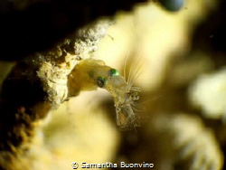 Pygmy squid eating shrimp for dinner by Samantha Buonvino 